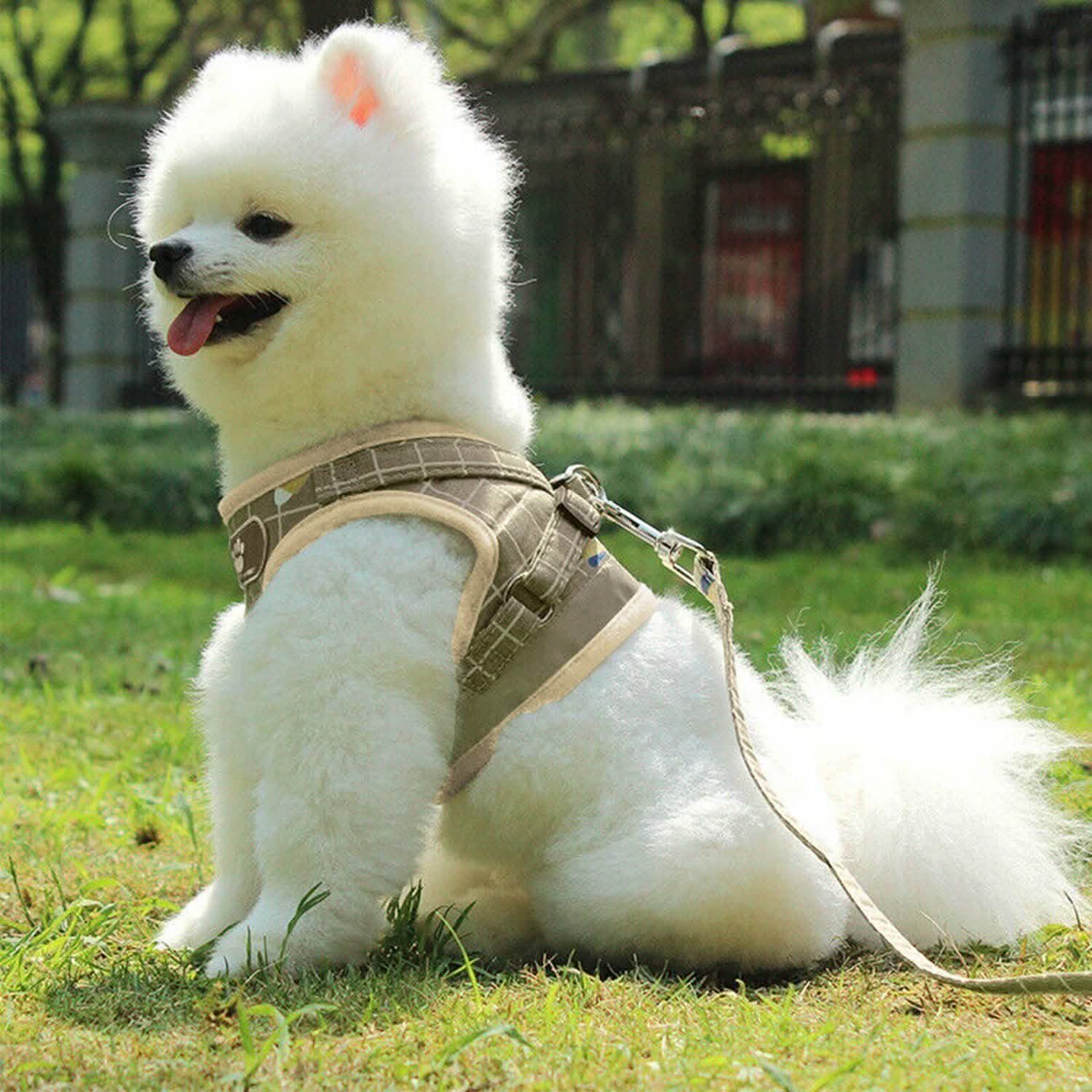 Harnais en maille pour animaux de compagnie, laisse pour chien, gilet pour chiot