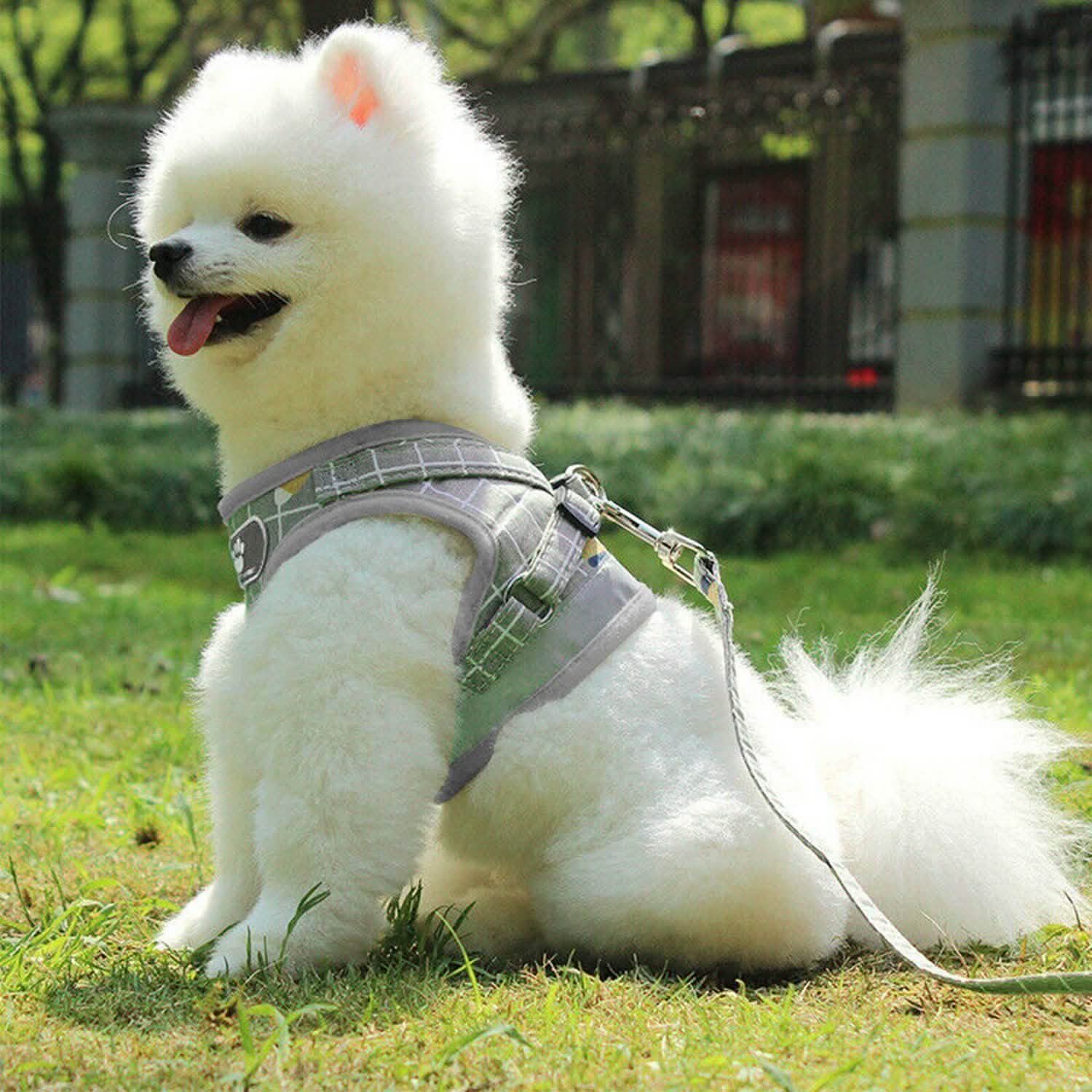 Harnais en maille pour animaux de compagnie, laisse pour chien, gilet pour chiot