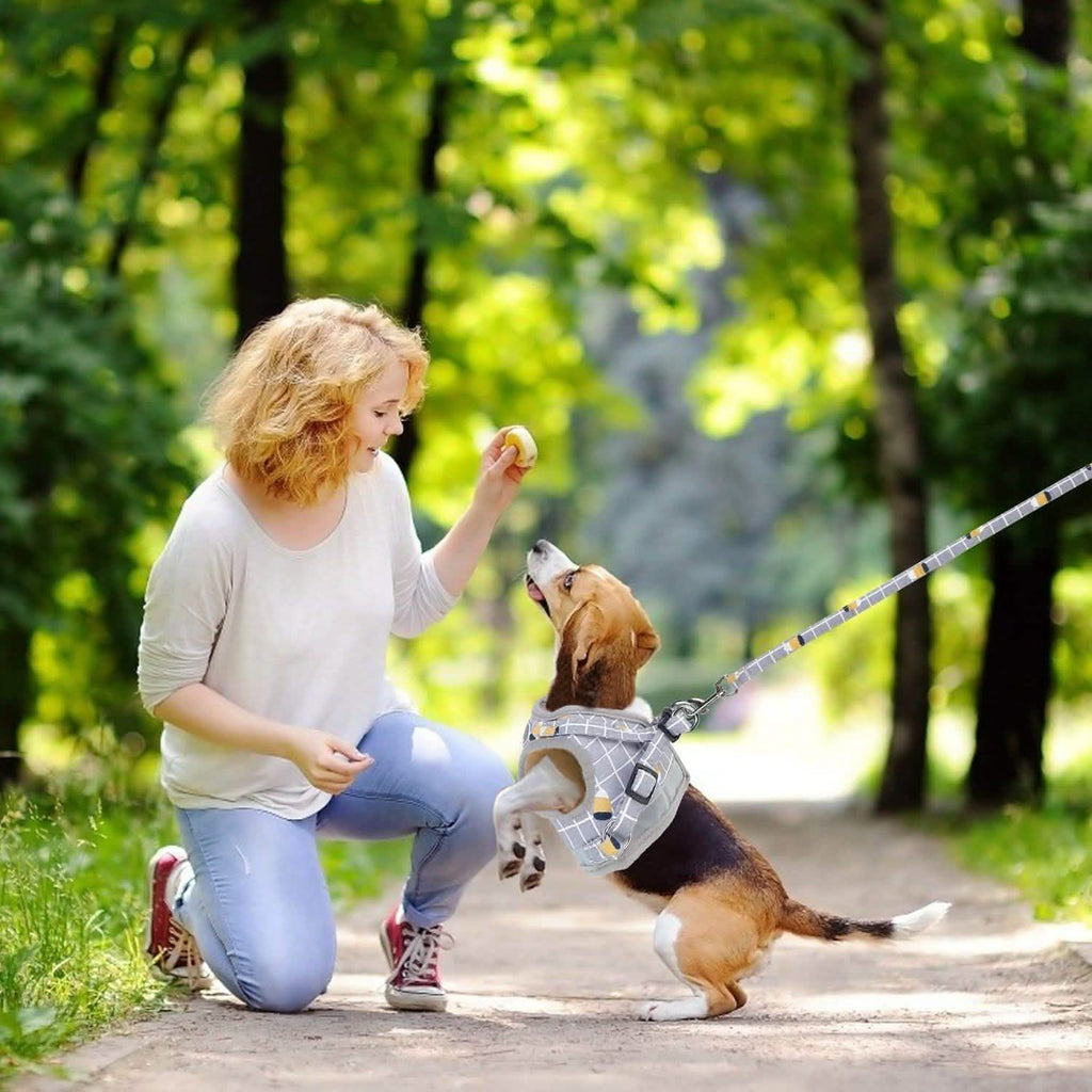 Harnais en maille pour animaux de compagnie, laisse pour chien, gilet pour chiot