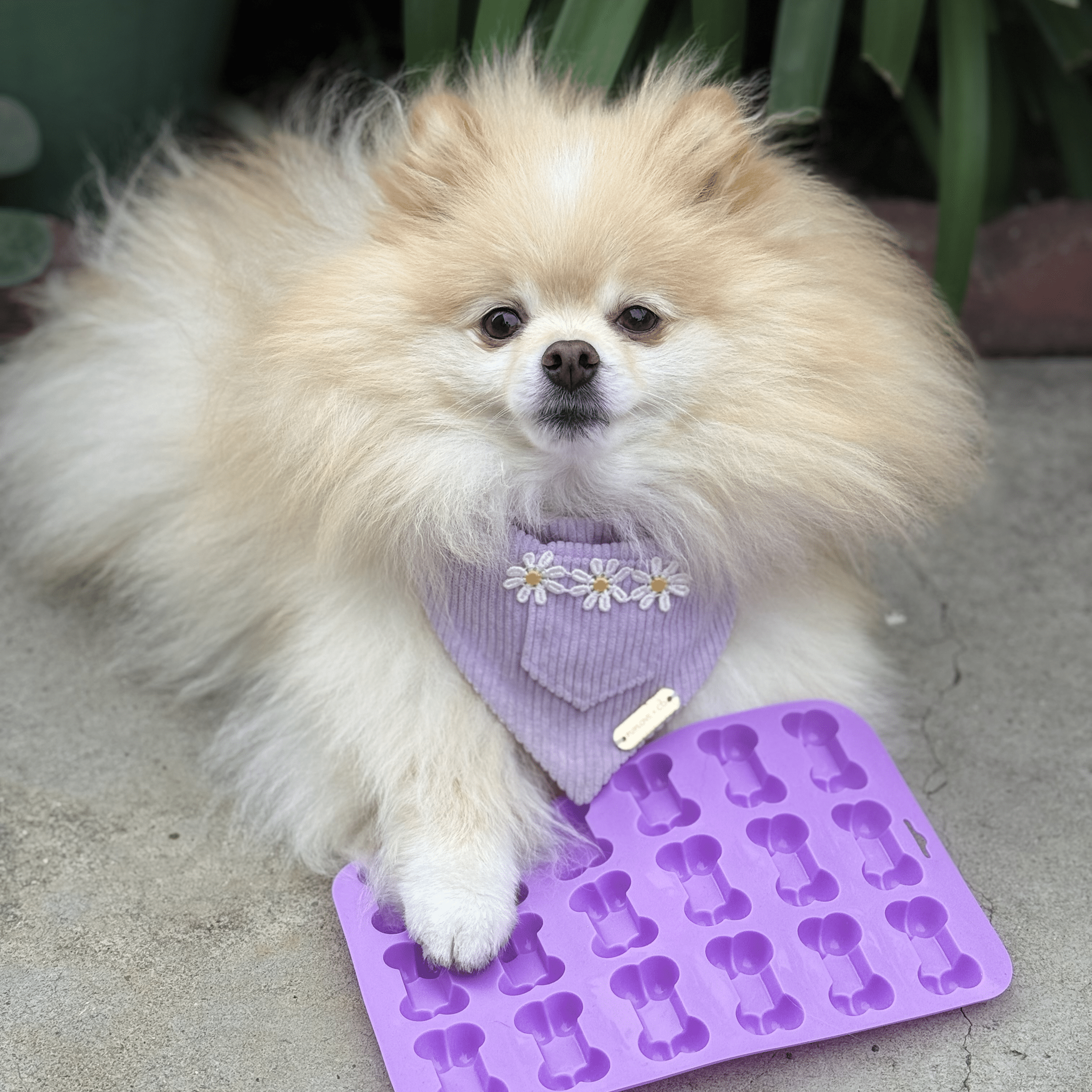 Moules à friandises pour animaux de compagnie