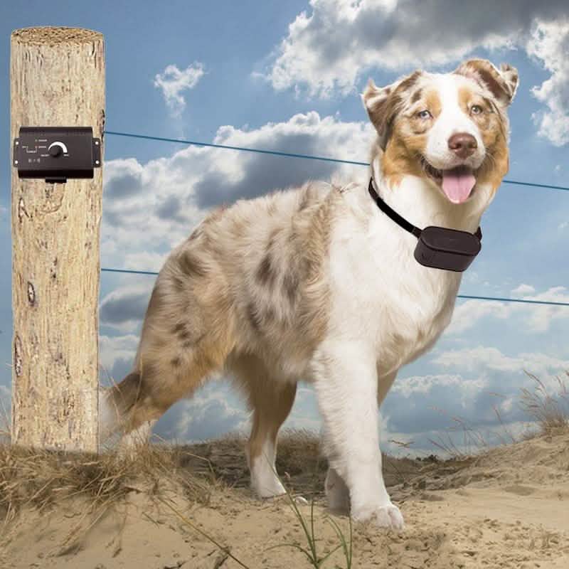 Système de clôture invisible PetZoom Electric Dog Fence