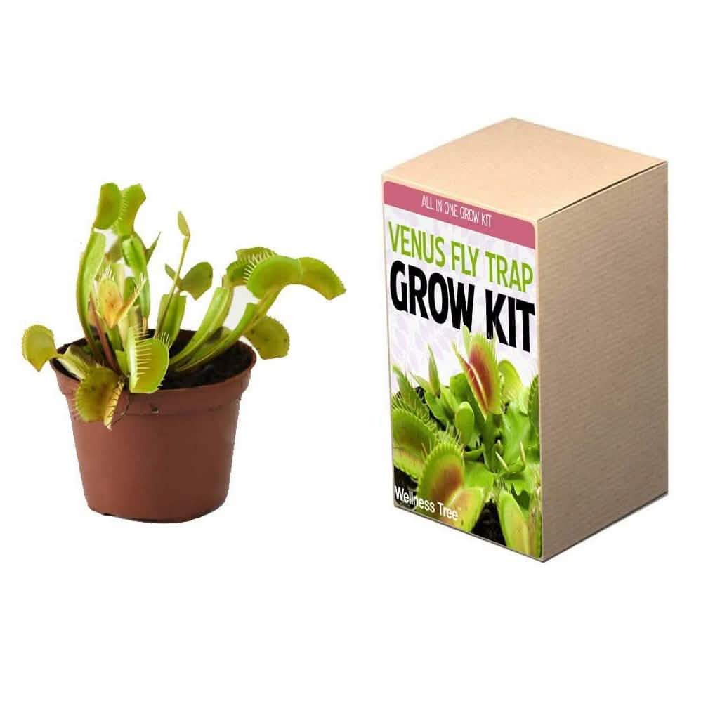 Kit de culture : Plantez votre propre jardin