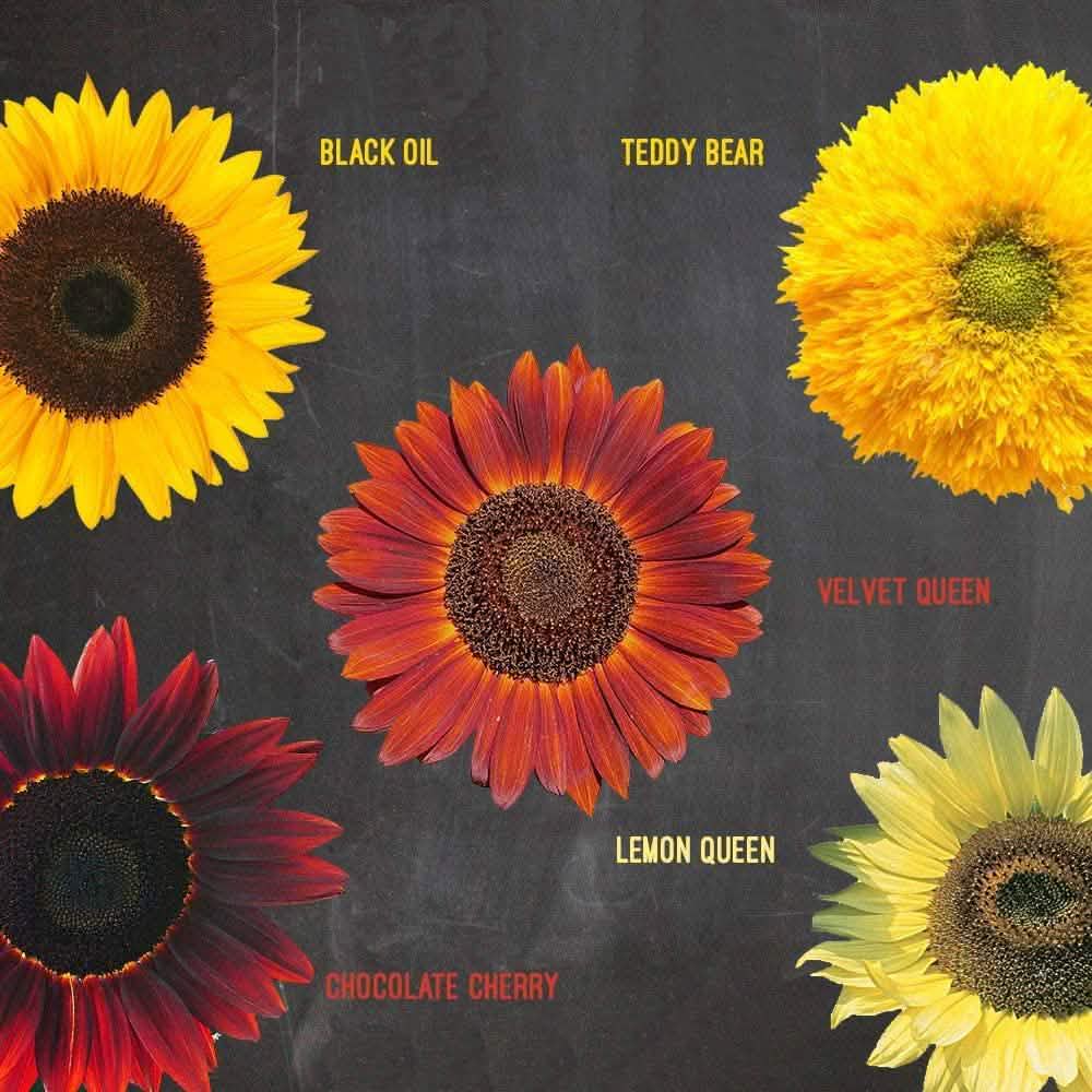 Kit de culture : Plantez votre propre jardin