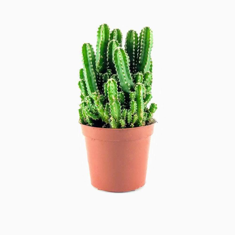 Kit de culture : Plantez votre propre jardin