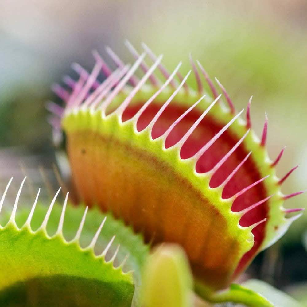 Kit de culture : Plantez votre propre jardin