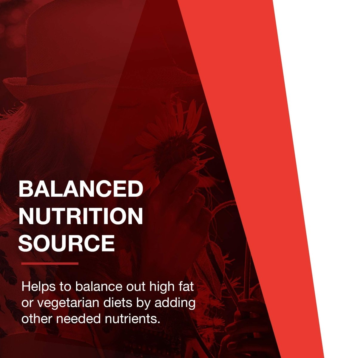 Protocol For Life Balance L-Carnitine 500 mg 60 Vcaps - P0072