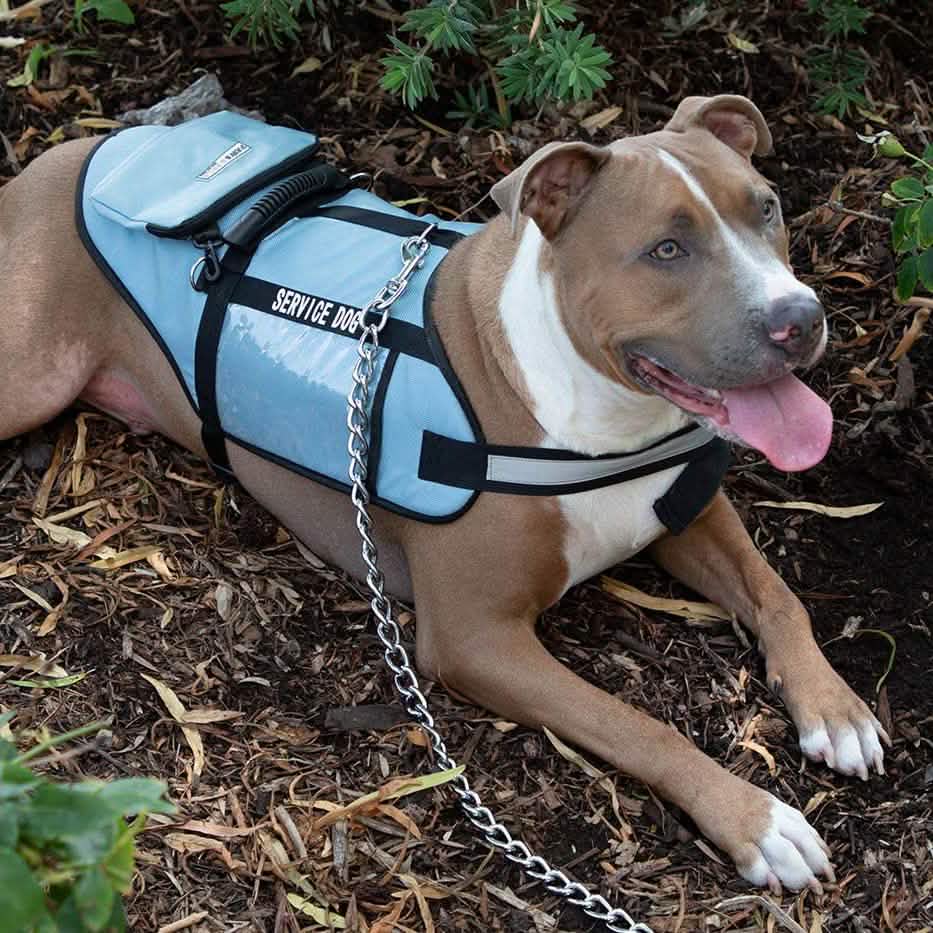 Gilet de chien d'assistance