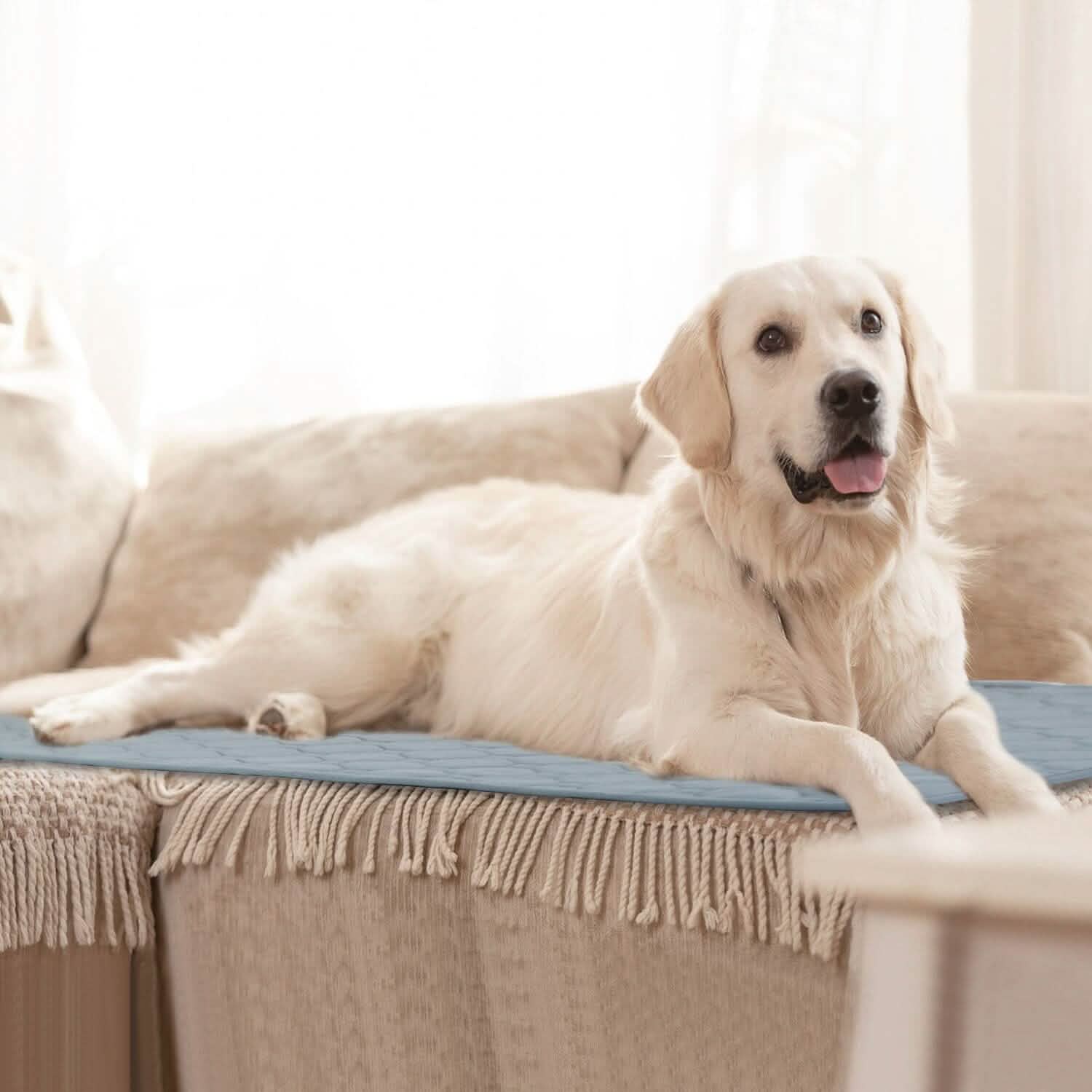 Alèse de propreté lavable et réutilisable pour chiot
