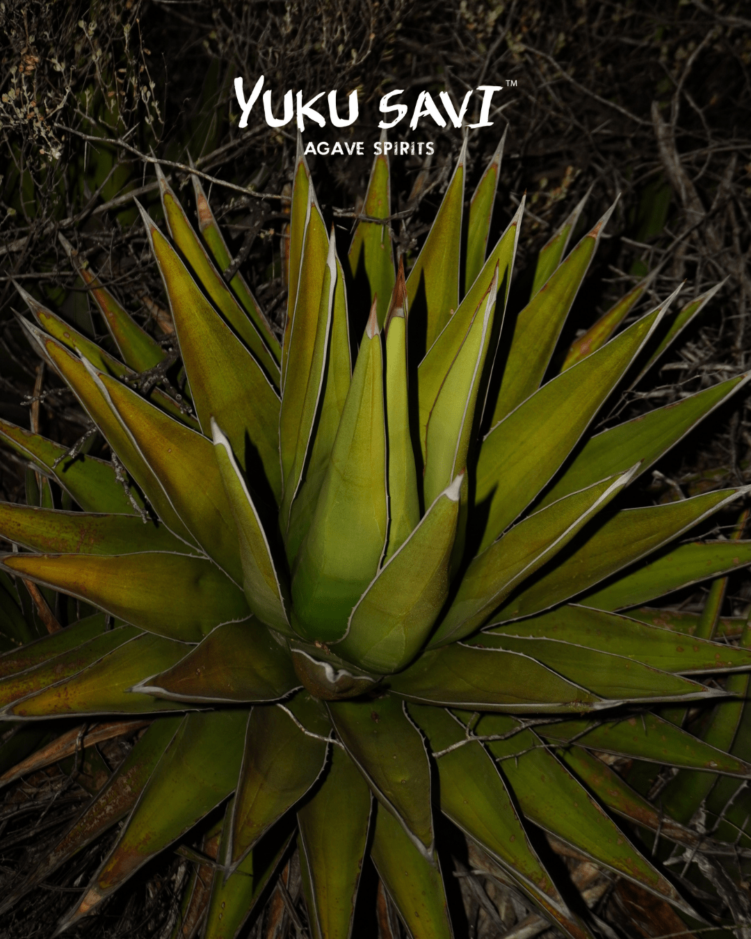 Yuku Savi - Mezcal 'Jabali' (Jabali | 750ML)